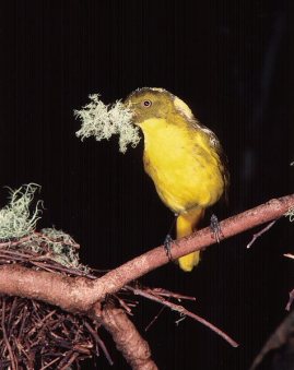 Golden Bowerbird